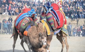 Bergama Deve Güreşleri için geri sayım başladı