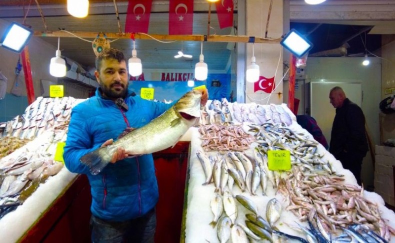 Foça tezgahlarında levrek bolluğu