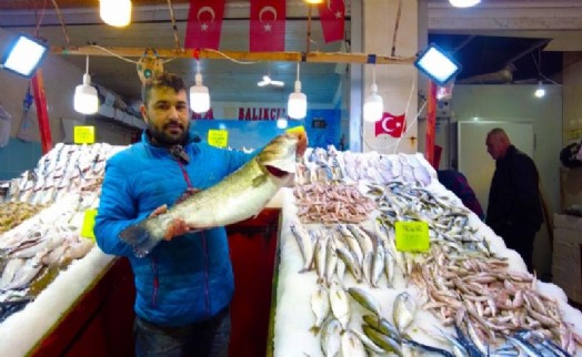 Foça tezgahlarında levrek bolluğu