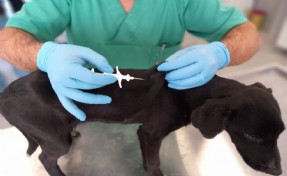 İzmir’de 32 bin sokak köpeğine mikroçip takıldı