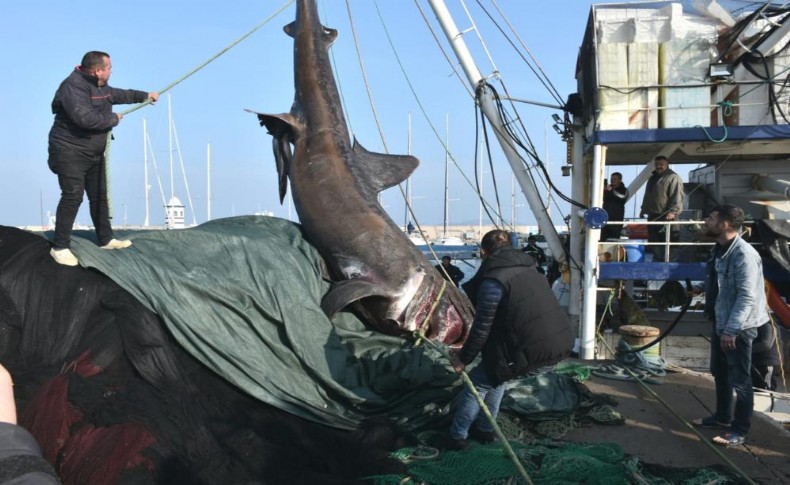 İzmir’de ağlara 2 ton ağırlığında 10 metrelik köpekbalığı takıldı