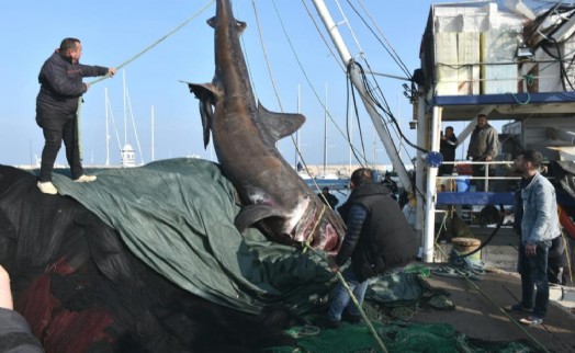 İzmir’de ağlara 2 ton ağırlığında 10 metrelik köpekbalığı takıldı