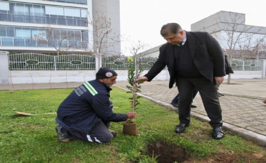 Karşıyaka'da 80 adet fidan toprakla buluşturuldu