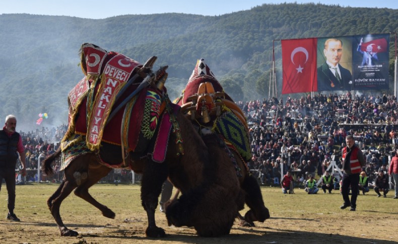 Pehlivan develer Torbalı Arenasına inecek