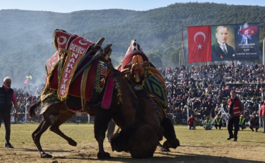 Pehlivan develer Torbalı Arenasına inecek
