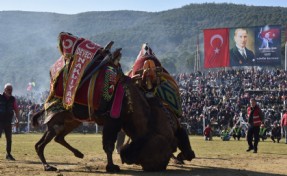 Pehlivan develer Torbalı Arenasına inecek