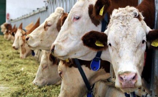 Bakanlık, 500 bin baş sığır ithalatı yapılacağını duyurdu