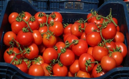 Bakanlık, domates ihracatını kısıtlama kararını kaldırdı