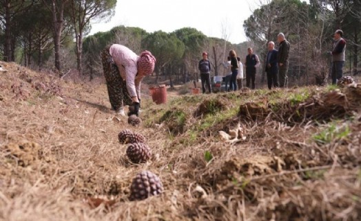 Türkiye’nin çam fıstığı deposu Bergama'da hasat telaşı