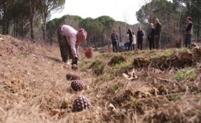 Türkiye’nin çam fıstığı deposu Bergama'da hasat telaşı