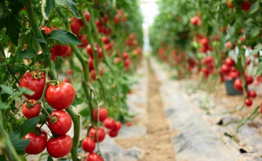Taze domates ihracatındaki yasak kaldırıldı