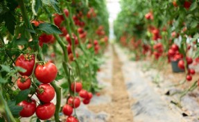 Taze domates ihracatındaki yasak kaldırıldı