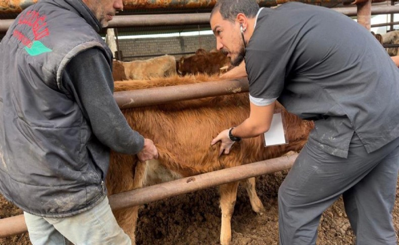 DEÜ'lü uzmanlardan deprem bölgesinde şap virüsü uyarıları