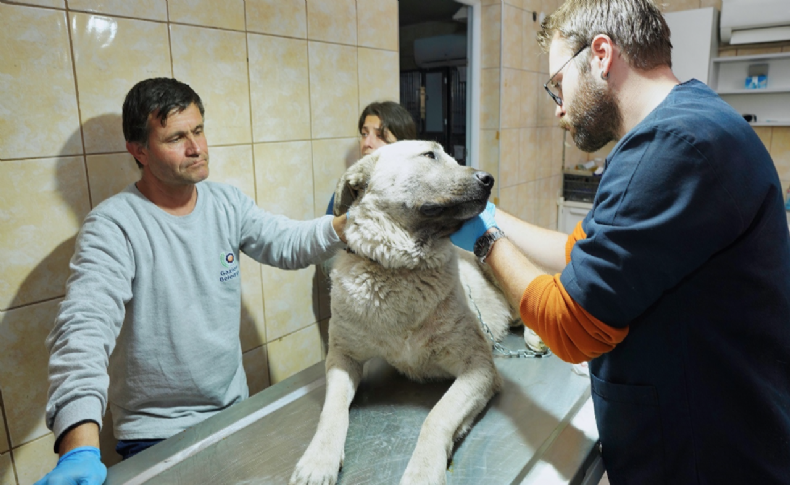 Depremzede köpek İzmir'de yaşayacak