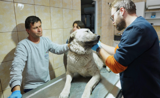 Depremzede köpek İzmir'de yaşayacak