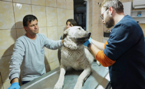 Depremzede köpek İzmir'de yaşayacak