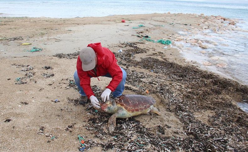 3 caretta caretta sahilde ölü bulundu