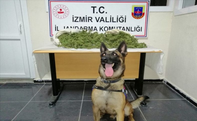 3 ilçede uyuşturucu operasyonu! Zehir tacirlerine geçit yok