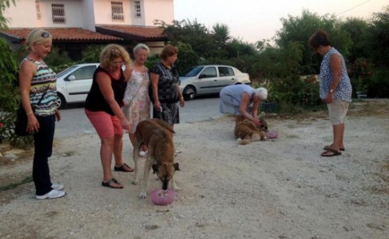 Yazlıkçılar kedi ve köpeklere sahip çıktılar