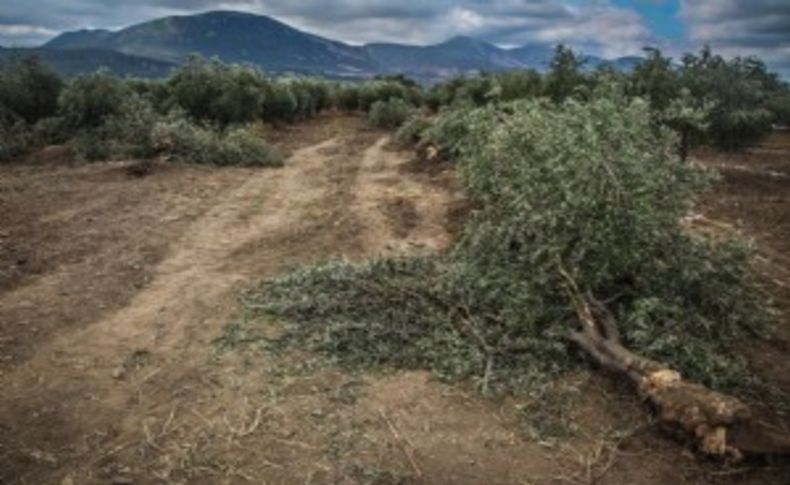 Yırca'da son karar verildi: O proje de iptal