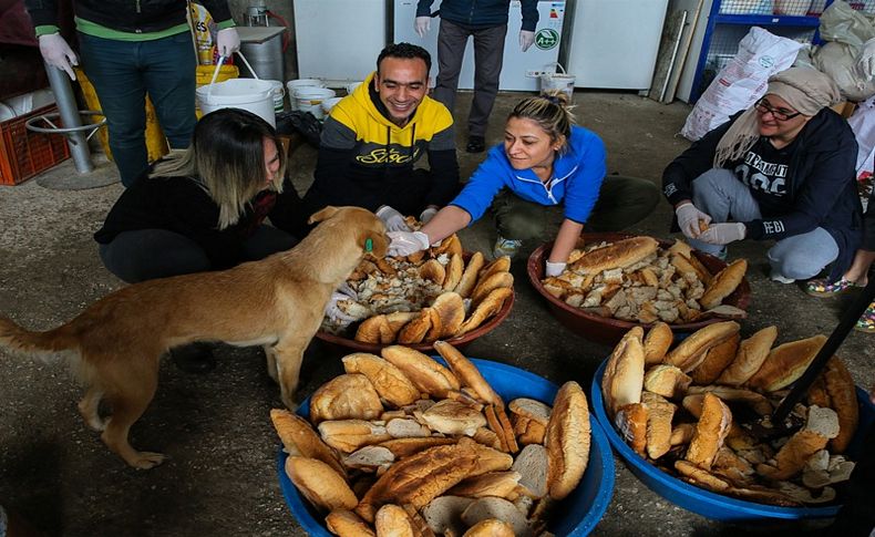 600 köpeğe sahip çıktılar