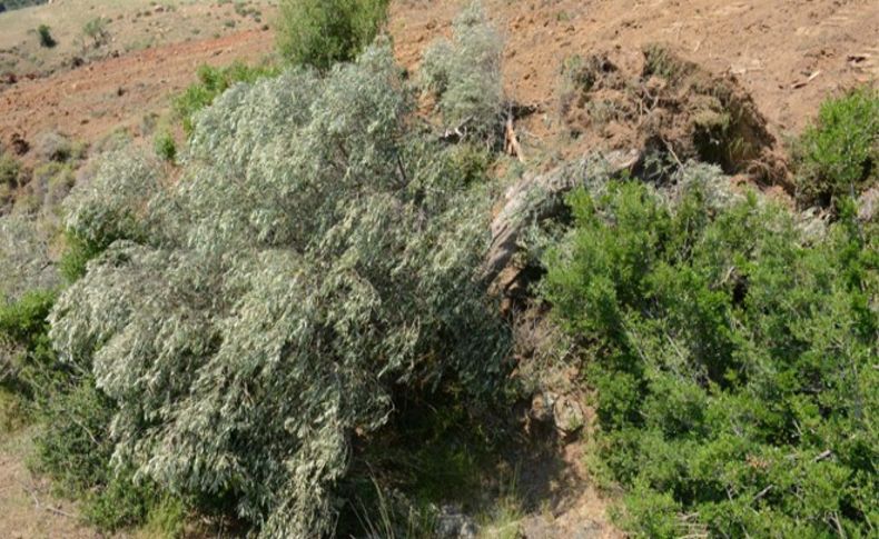 80 yıllık zeytin ağaçlarını kökünden söktüler