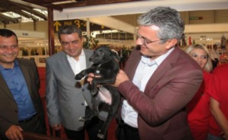 Sevimli dostlar bu fuarda