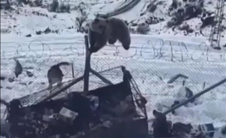 Aç kalan ayı askeri üsse böyle girdi