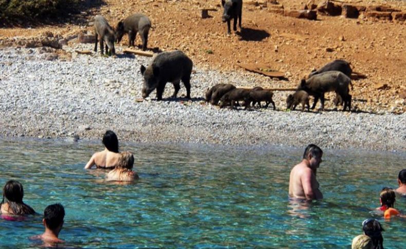 Adadaki domuzlara tatilci yemeği