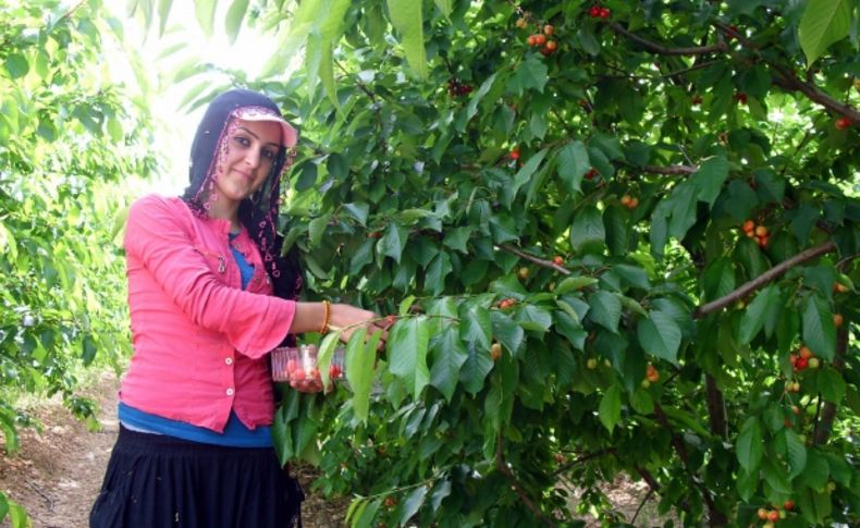Adana’da kiraz hasadı başladı