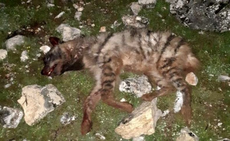 Adıyaman'da insanlık ayıbı: 4 maganda aranıyor