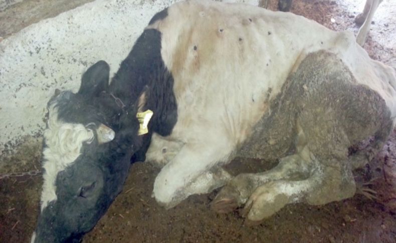 Afrika kökenli hastalık teyit edildi: Komisyon, karantina kararı aldı