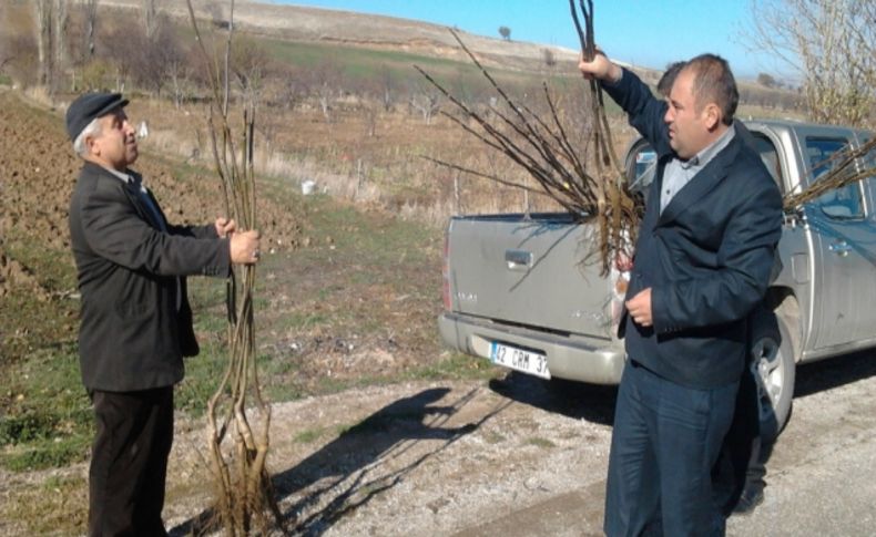 Afyon’da gelir getirici 25 bin fidan dağıtıldı