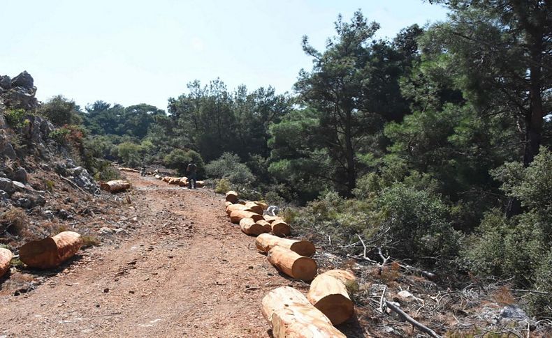 Ağaç katliamının ardından bakanlıktan açıklama