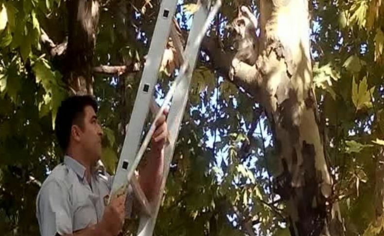 Ağaçta mahsur kalan kedi, yüksekten değil itfaiye erinden korktu