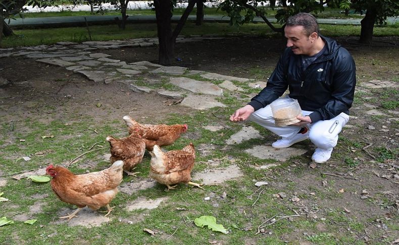 AK Partili Şengül'ün yeni hayatı; Tavuk besliyor