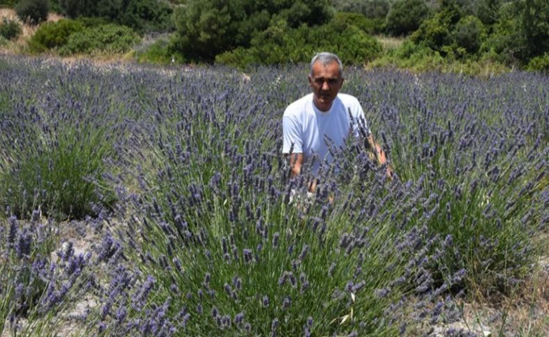 Alaçatı'da lavanta güzelliği