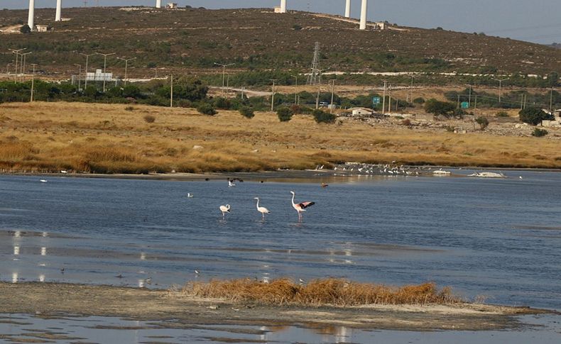 Alaçatı kuşlarıyla da turist çekecek