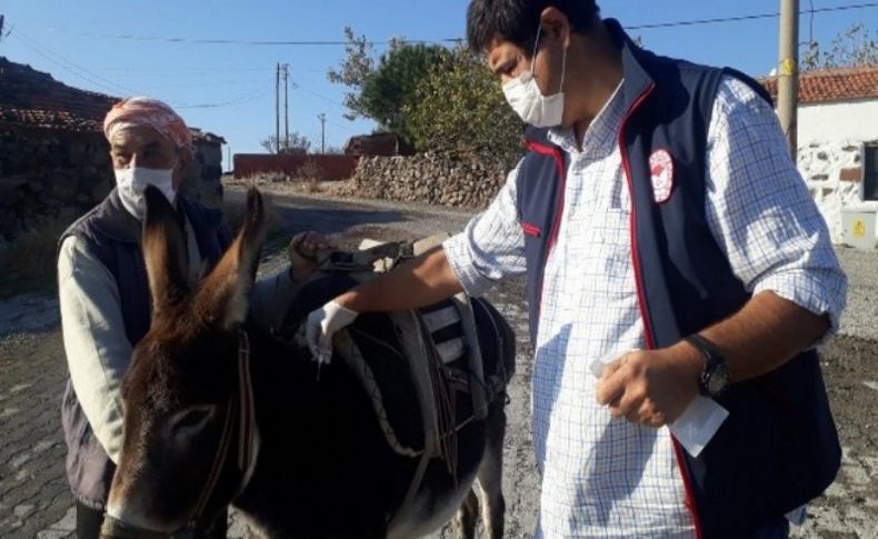 Aliağa'da tek tırnaklı hayvanlara çipli takip