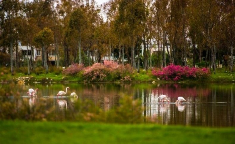 Aliağa'nın flamingolarından kartpostallık görüntüler