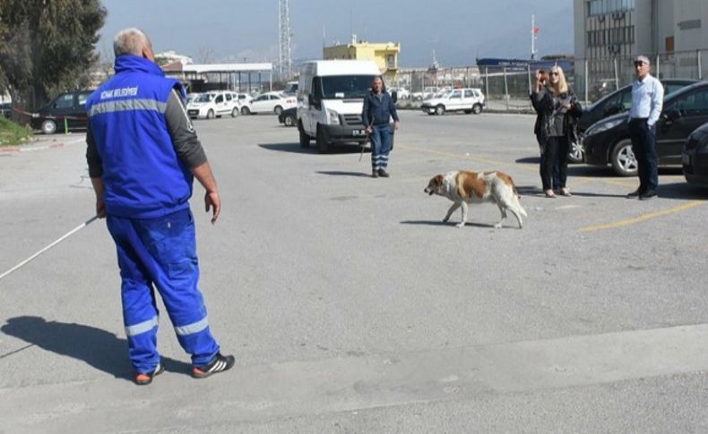 Alsancak'ta köpek operasyonu