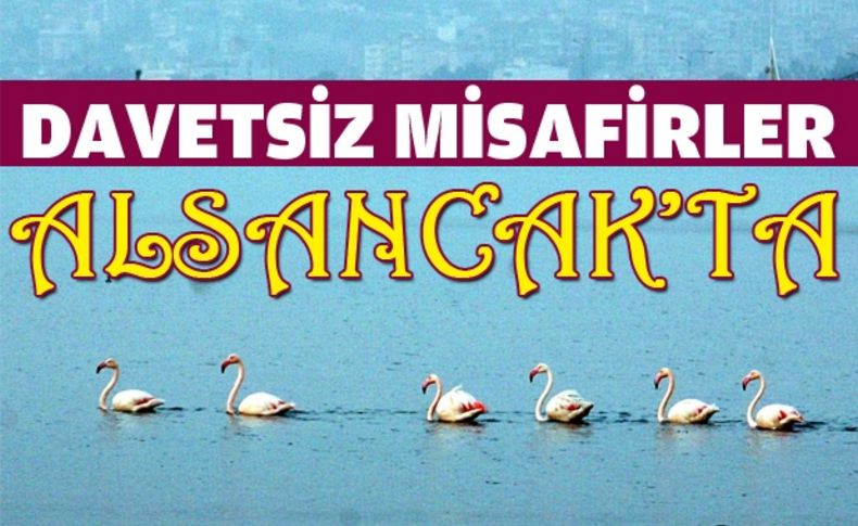 Alsancak Limanı Kuş Cenneti'ne rakip oldu