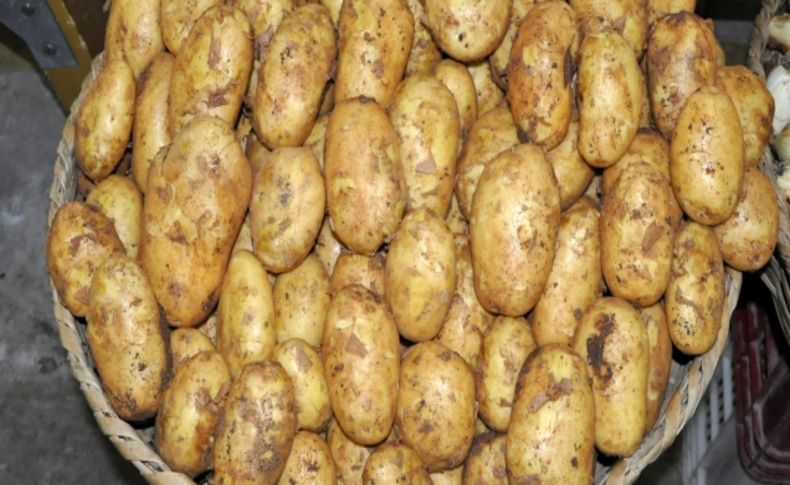 Amasya’da organik beyaz patatesin ilk hasadı yapıldı