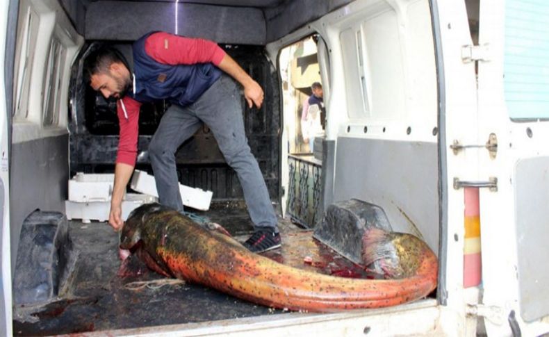 Amatör balıkçı tuttu: Görenleri şaşırttı