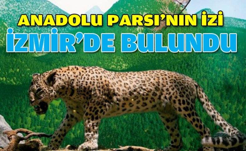 Anadolu Parsı'nın izi İzmir'de bulundu