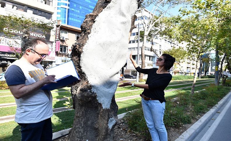 Anıt ağaçlara gençlik aşısı