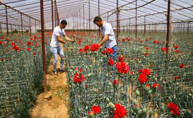 Anneler Günü çiçek üreticisine korona günlerinde 'ilaç' oldu