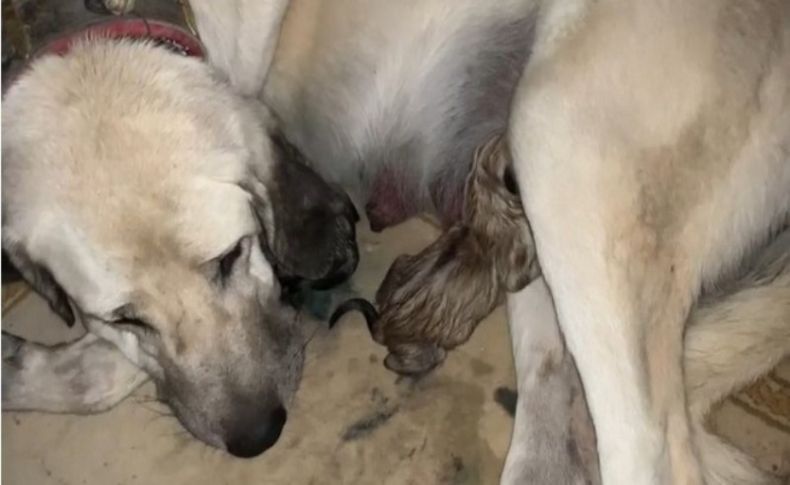 Annesiz yavruları Anadolu çoban köpeği besliyor