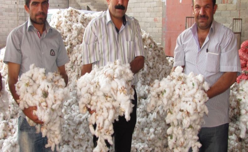 Araban Ovası’nda 2013 yılının ilk pamuk hasadı yapıldı