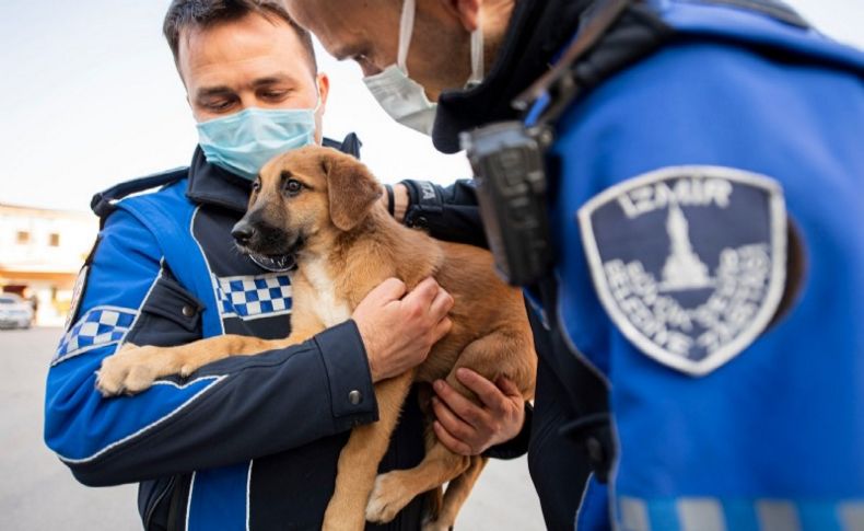 Aracın çarptığı yavru köpeği zabıta sahiplendi